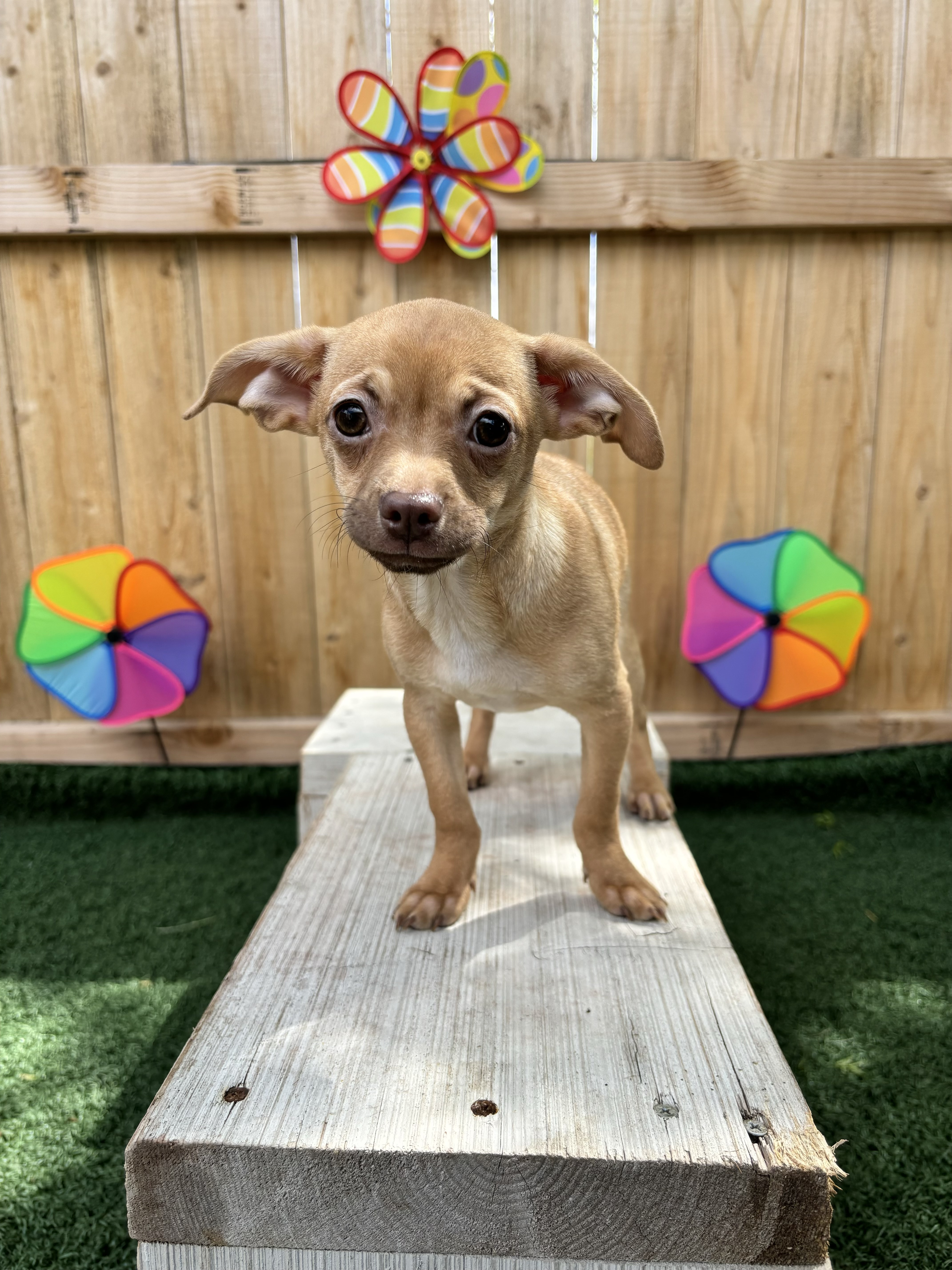 Honey, Adopted, Puppy Female Chihuahua.