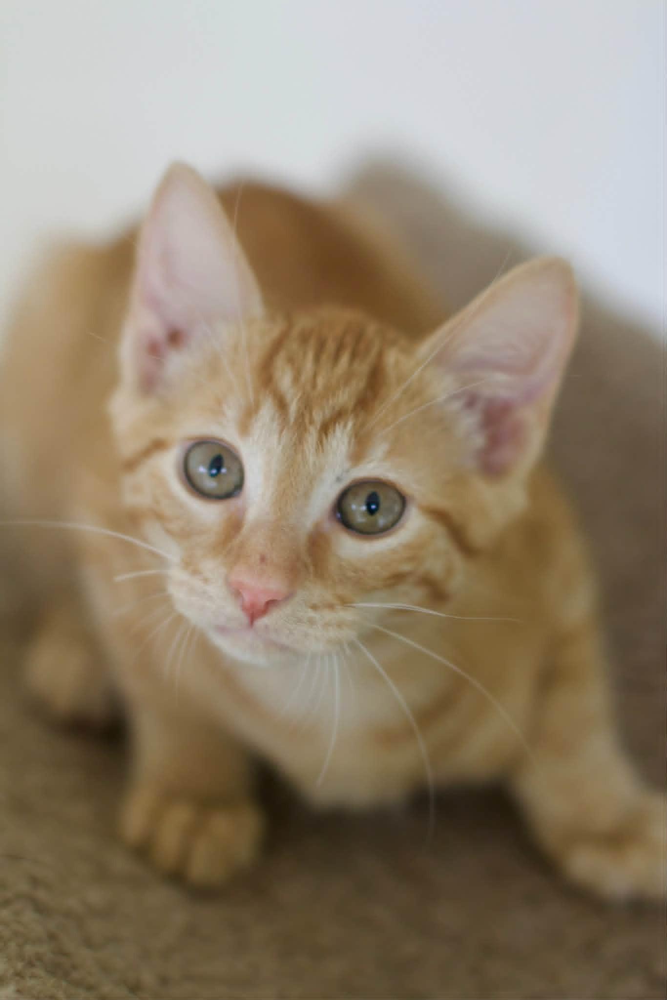 Bucee, ADOPTABLE, Kitten Male Domestic Short Hair.