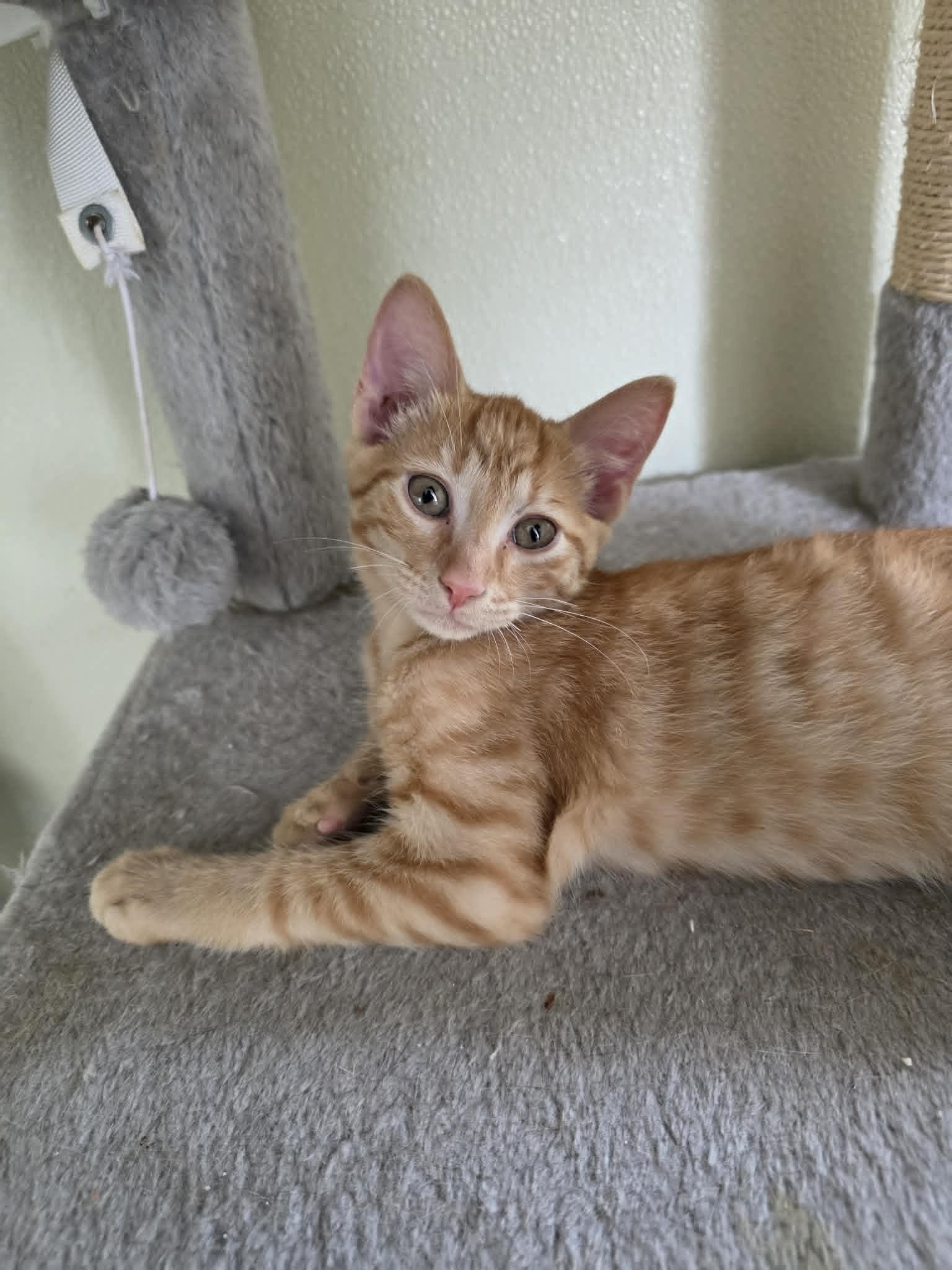 Bucee, a ADOPTABLE Domestic Short Hair in Umatilla, FL image 2/2