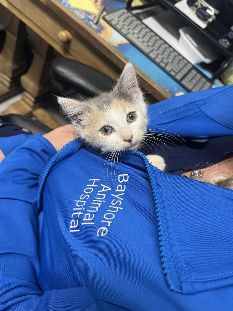 Hitch, a Adoptable Domestic Short Hair in Emerald Isle, NC image 1/6