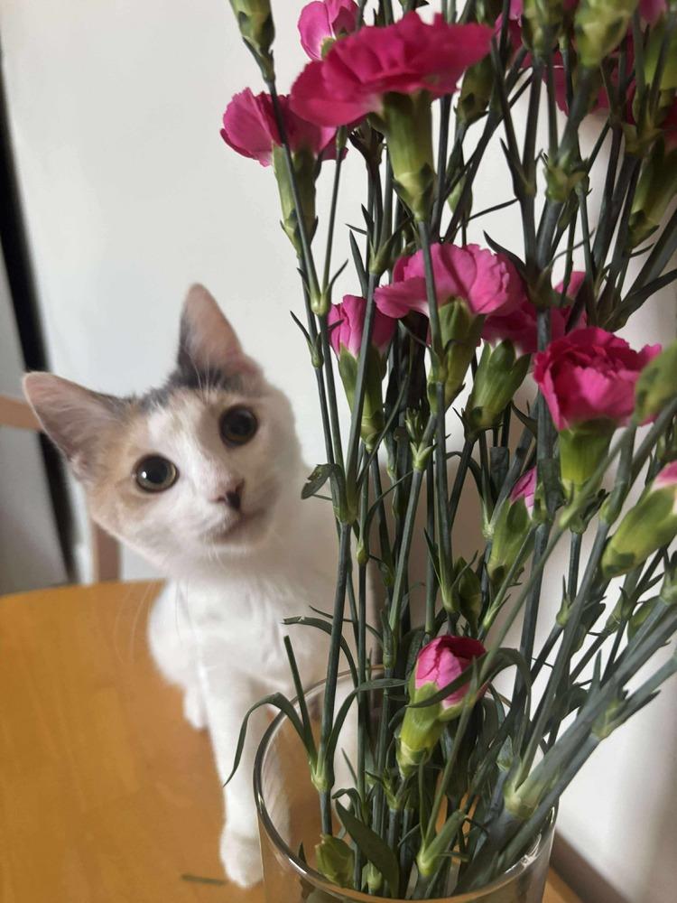 Hitch, a Adoptable Domestic Short Hair in Emerald Isle, NC image 2/6