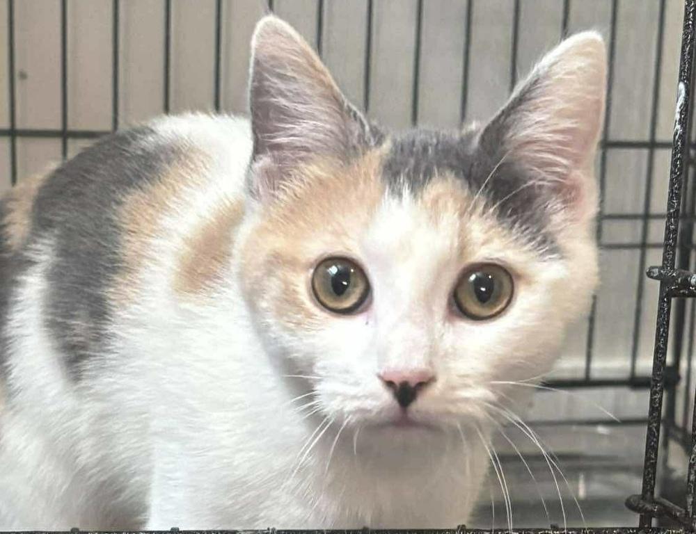 Hitch, a Adoptable Domestic Short Hair in Emerald Isle, NC image 3/6