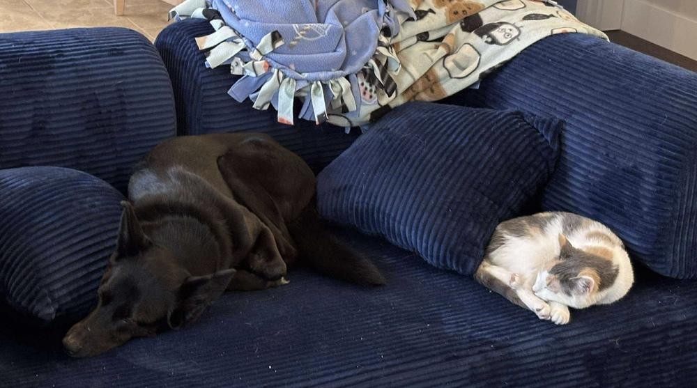 Hitch, a Adoptable Domestic Short Hair in Emerald Isle, NC image 4/6