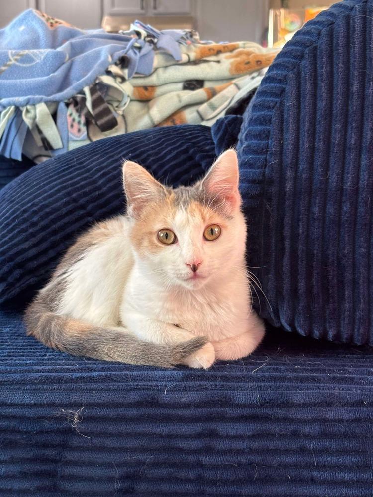 Hitch, a Adoptable Domestic Short Hair in Emerald Isle, NC image 6/6