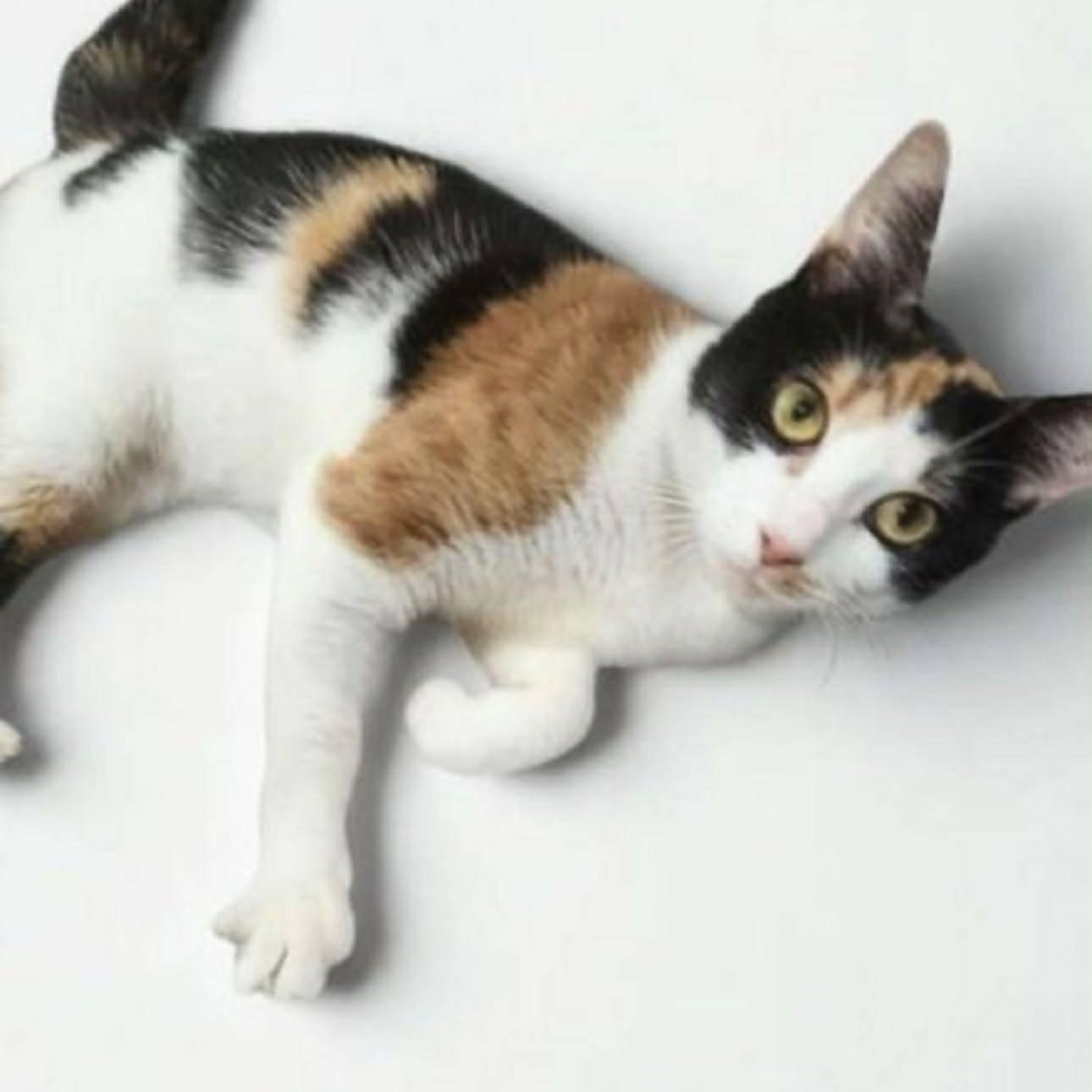 Enlarge Hazel, a Adoptable mixed breed in Poughkeepsie, NY image 1/5