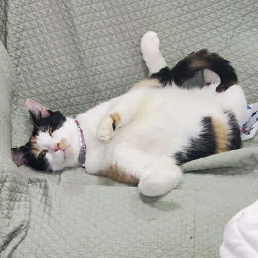 Enlarge Hazel, a Adoptable mixed breed in Poughkeepsie, NY image 4/5