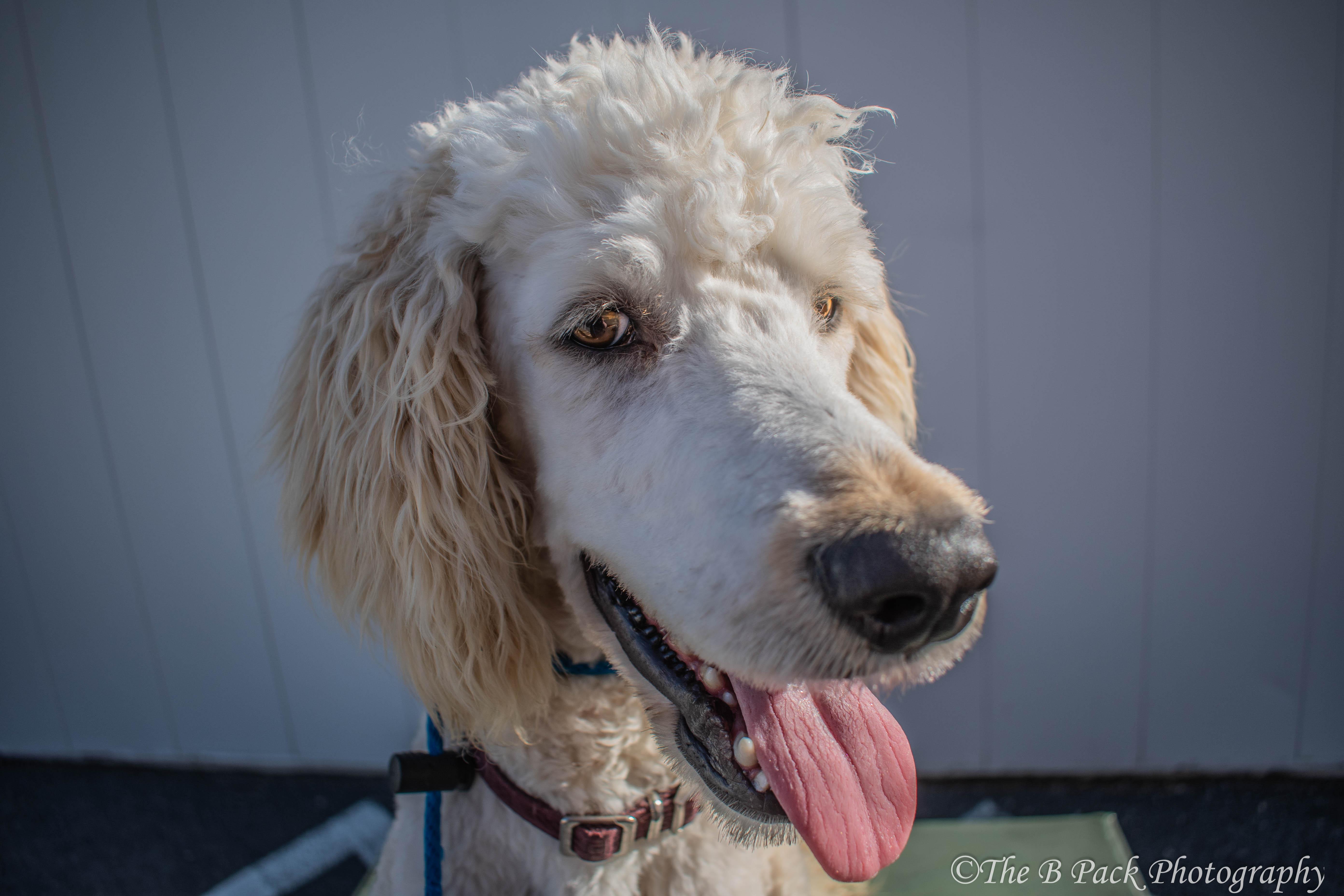 Enlarge Owen, an adopted Goldendoodle in Orem, UT image 5/6