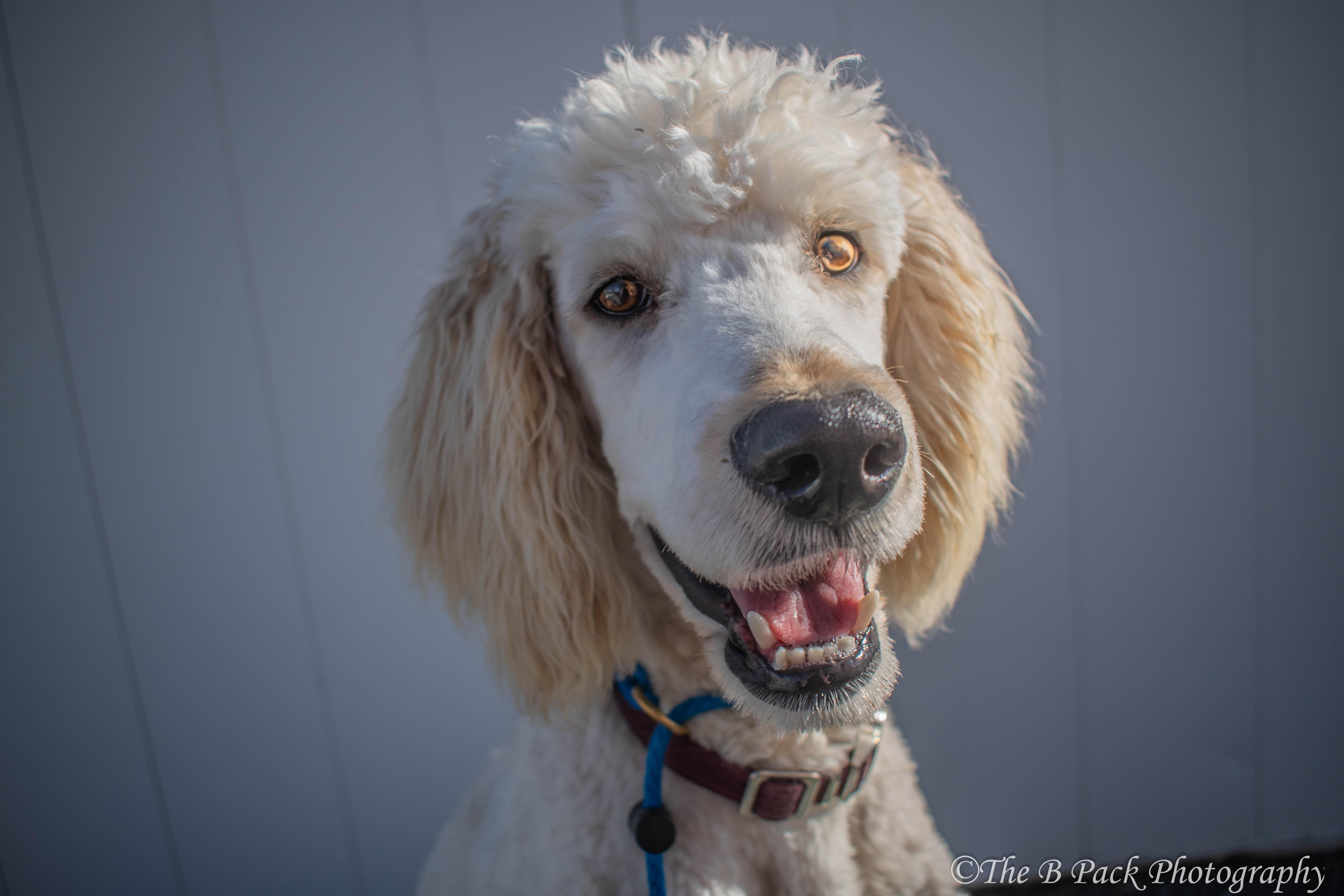 Enlarge Owen, an adopted Goldendoodle in Orem, UT image 6/6