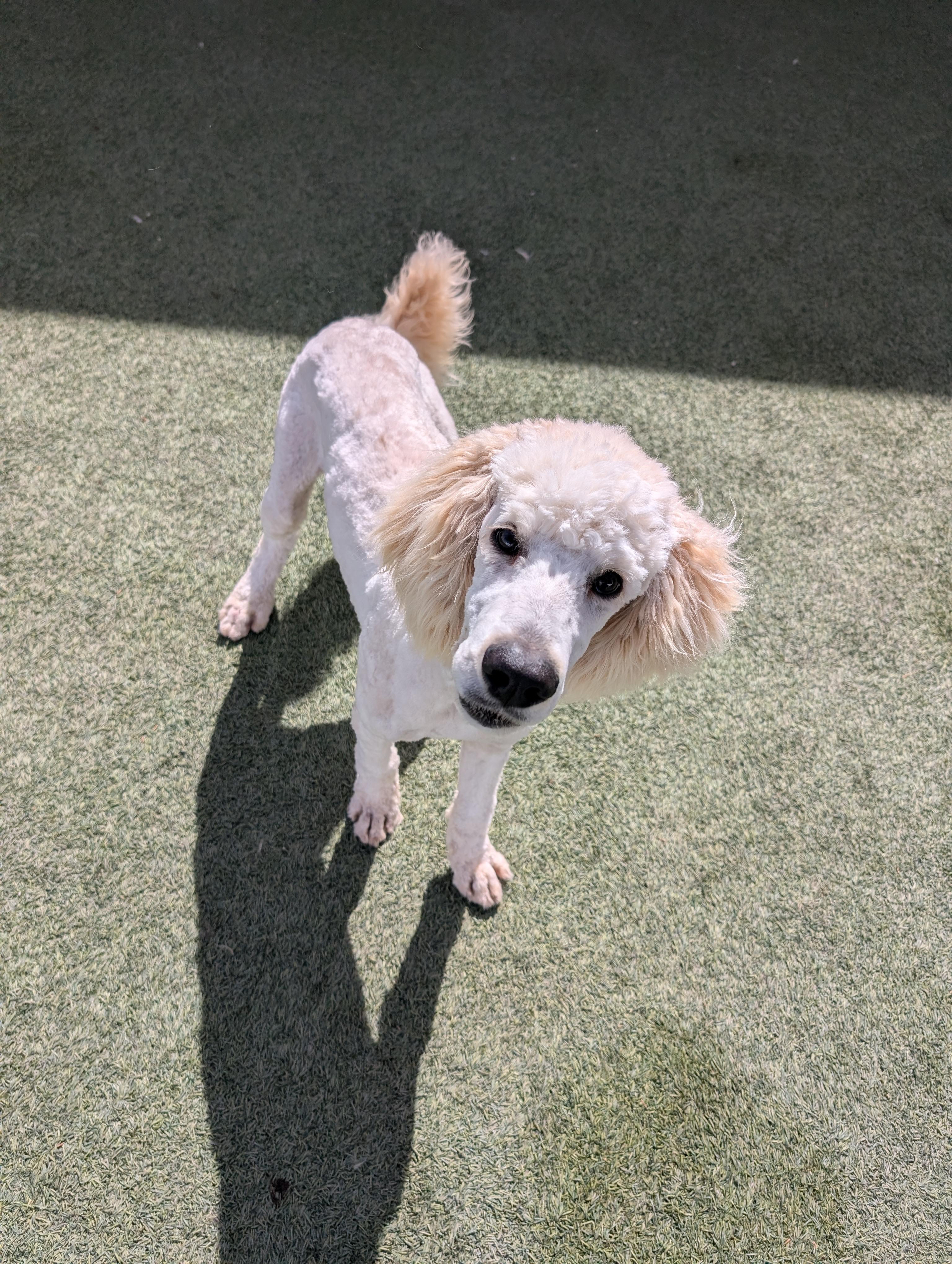 Enlarge Owen, a ADOPTABLE Goldendoodle in Orem, UT image 1/5