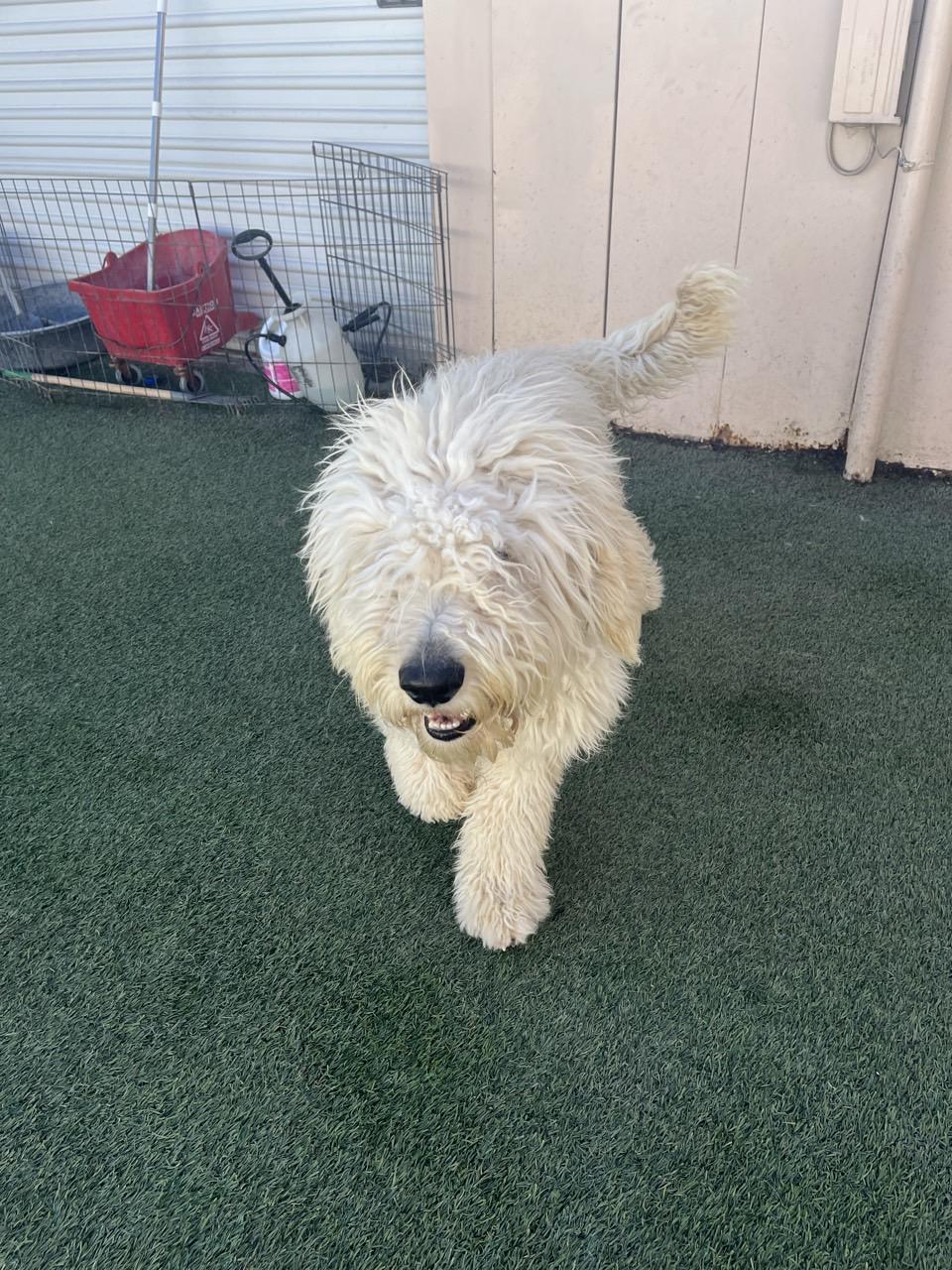 Enlarge Owen, a ADOPTABLE Goldendoodle in Orem, UT image 4/5