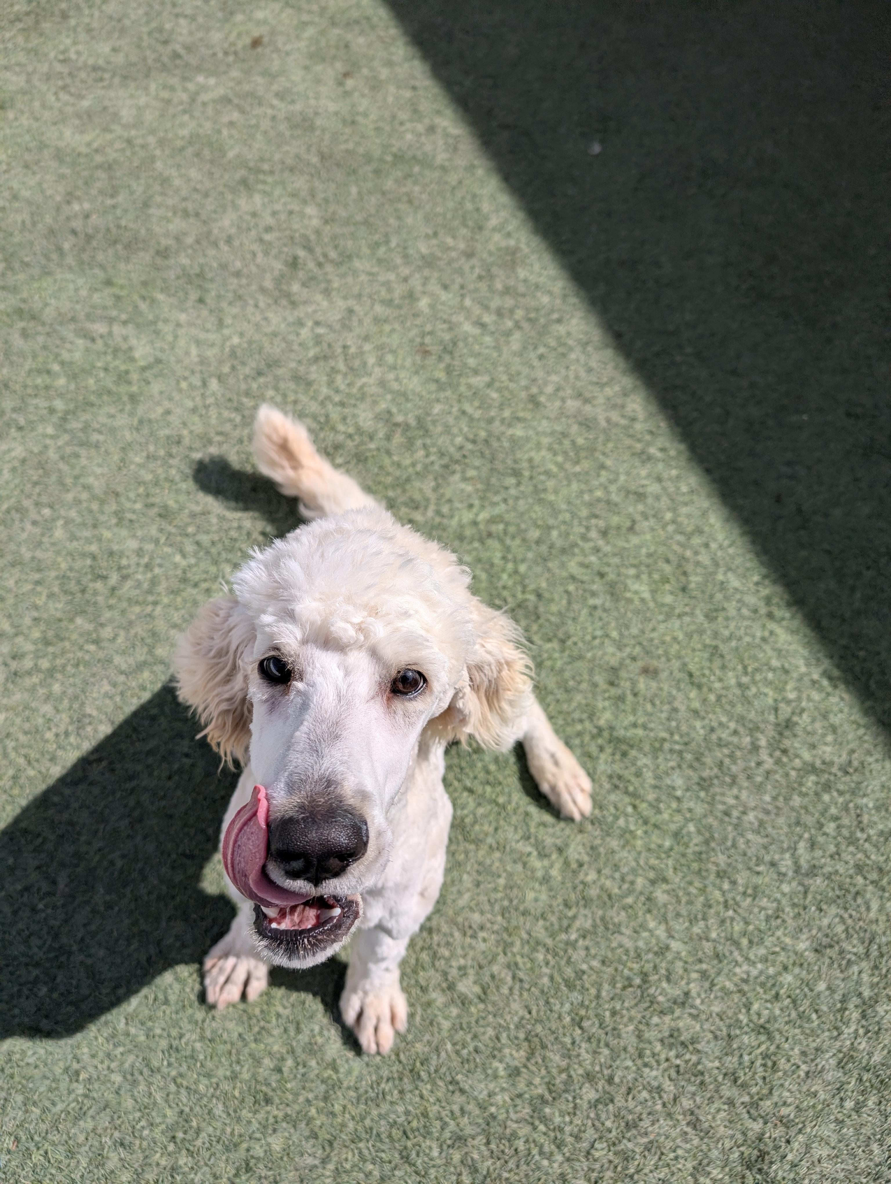 Enlarge Owen, a ADOPTABLE Goldendoodle in Orem, UT image 3/5