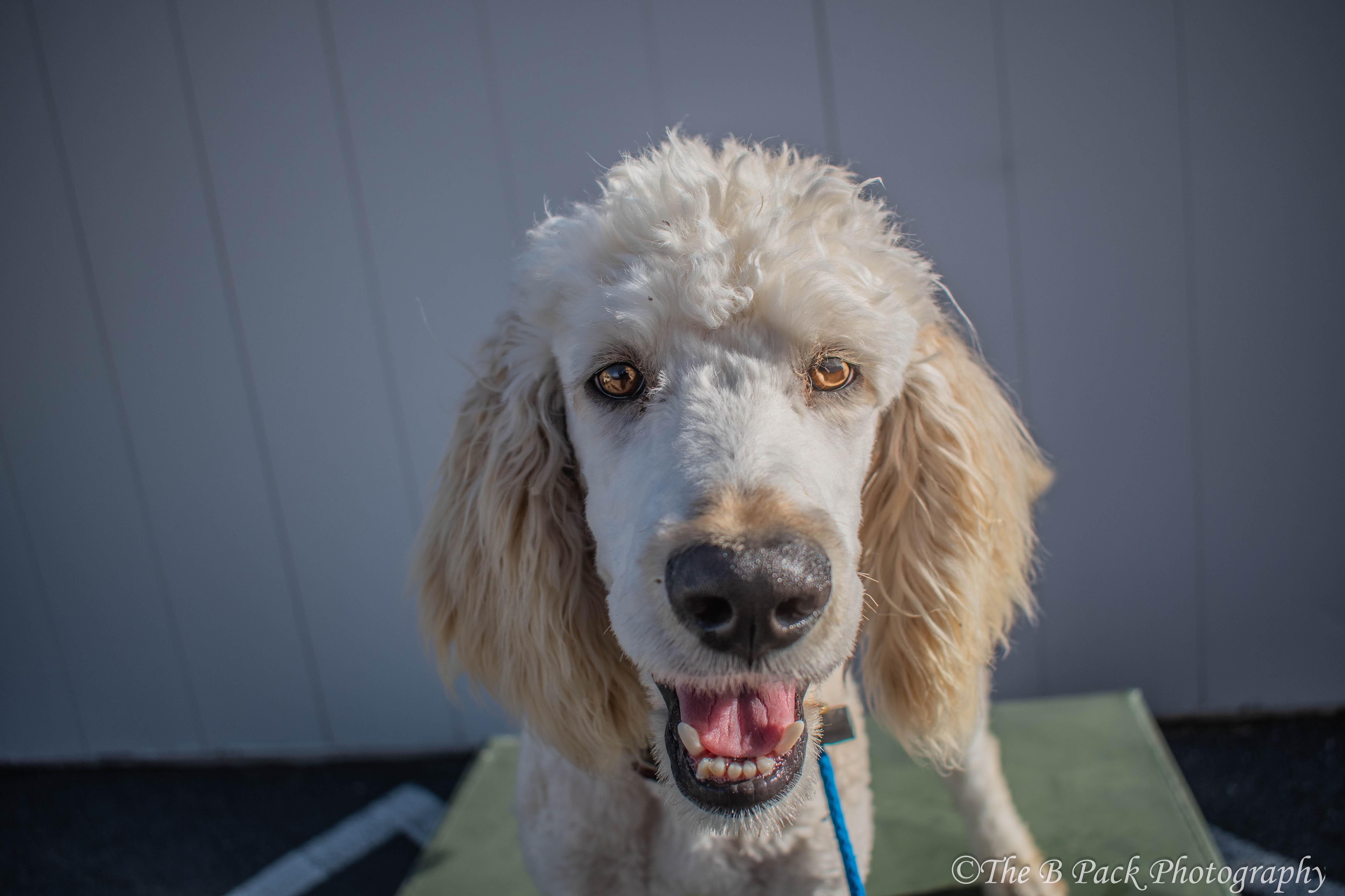 Enlarge Owen, an adopted Goldendoodle in Orem, UT image 4/6