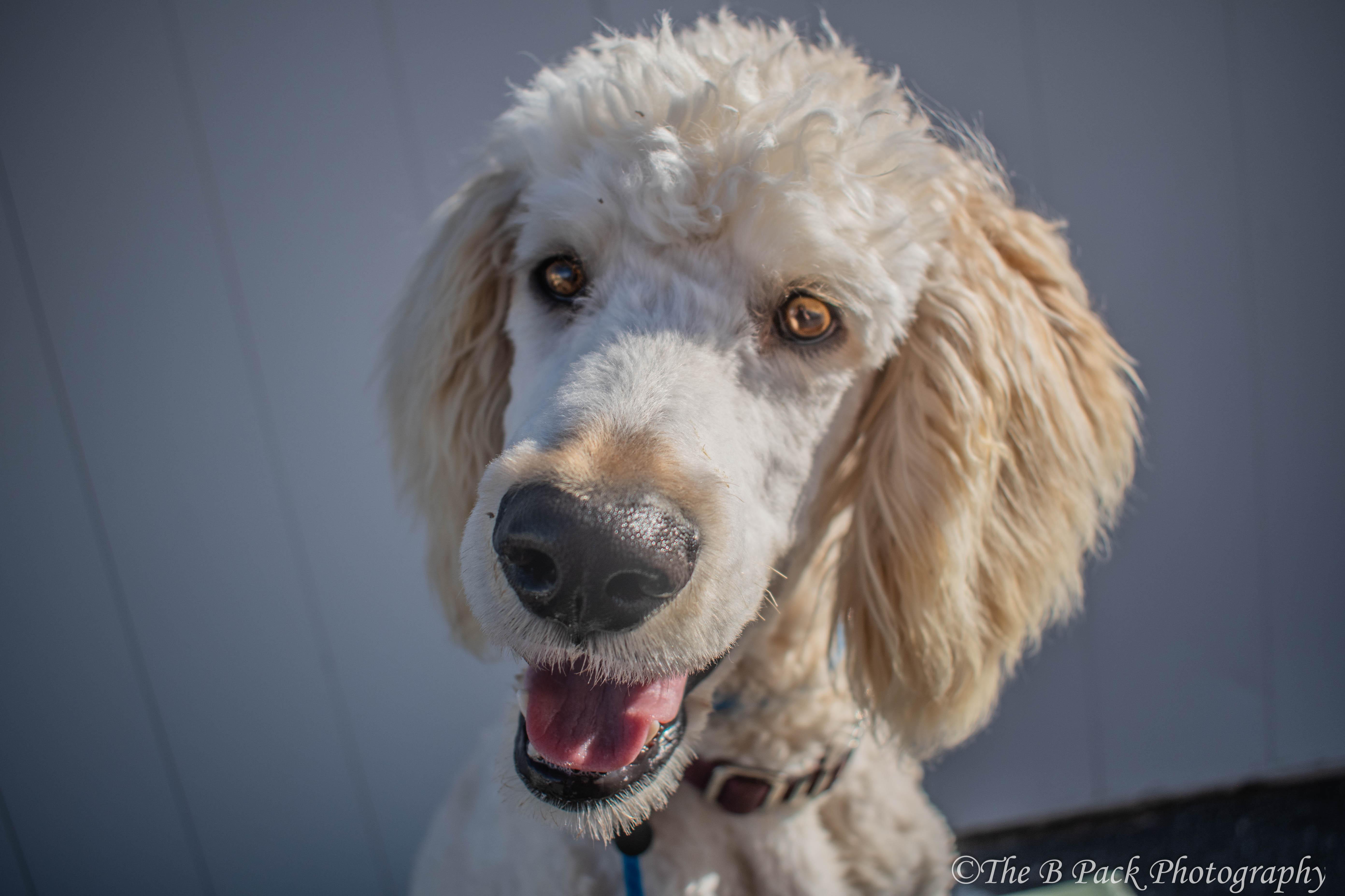 Enlarge Owen, an adopted Goldendoodle in Orem, UT image 1/6