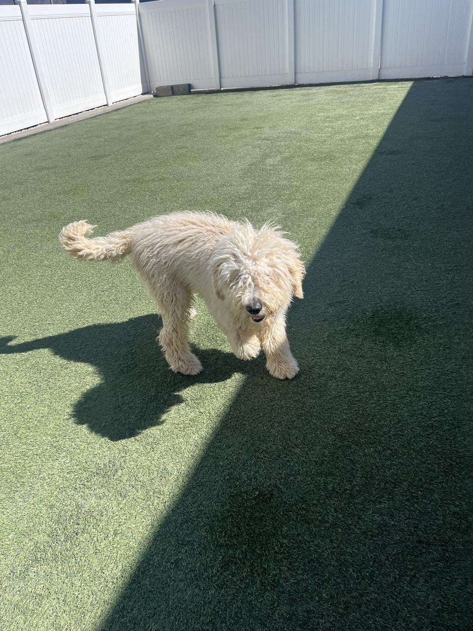Enlarge Owen, a ADOPTABLE Goldendoodle in Orem, UT image 5/5