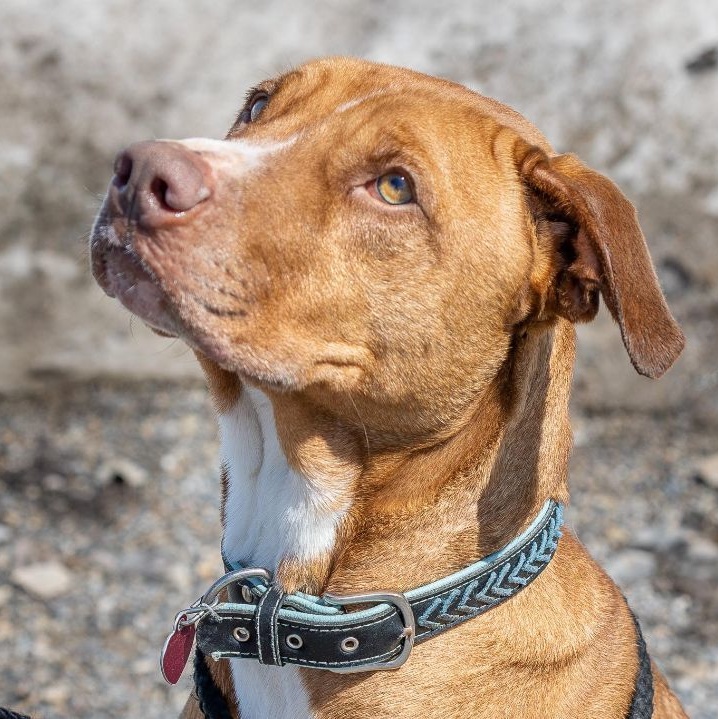 Enlarge Benni, a Adoptable mixed breed in Thayne, WY image 1/5