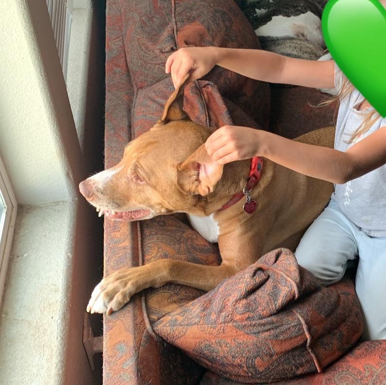 Enlarge Benni, a Adoptable mixed breed in Thayne, WY image 3/5