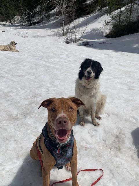 Enlarge Benni, a Adoptable mixed breed in Thayne, WY image 2/5