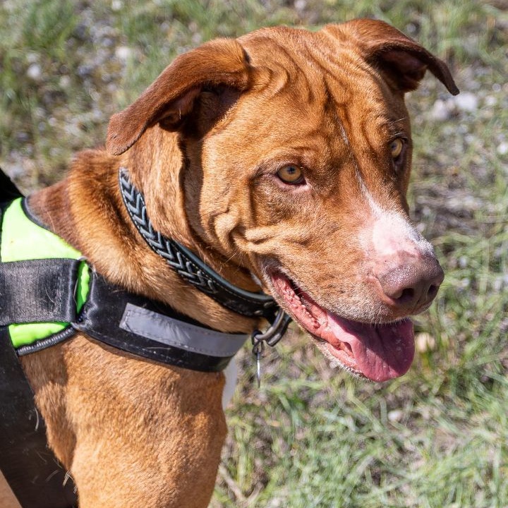 Enlarge Benni, a Adoptable mixed breed in Thayne, WY image 4/5