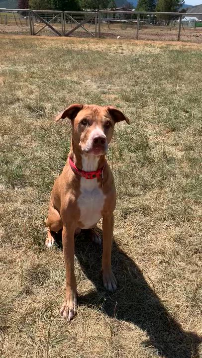 Enlarge Benni, a Adoptable mixed breed in Thayne, WY video 5/5
