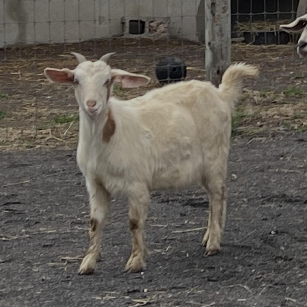 Bonnie, Adoptable, Young Female Goat.