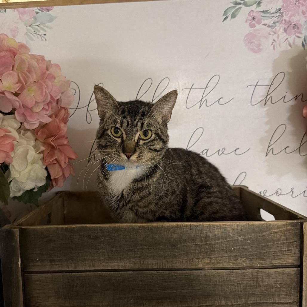 Enlarge Colgate, a Adoptable American Shorthair in Newberg, OR image 1/1