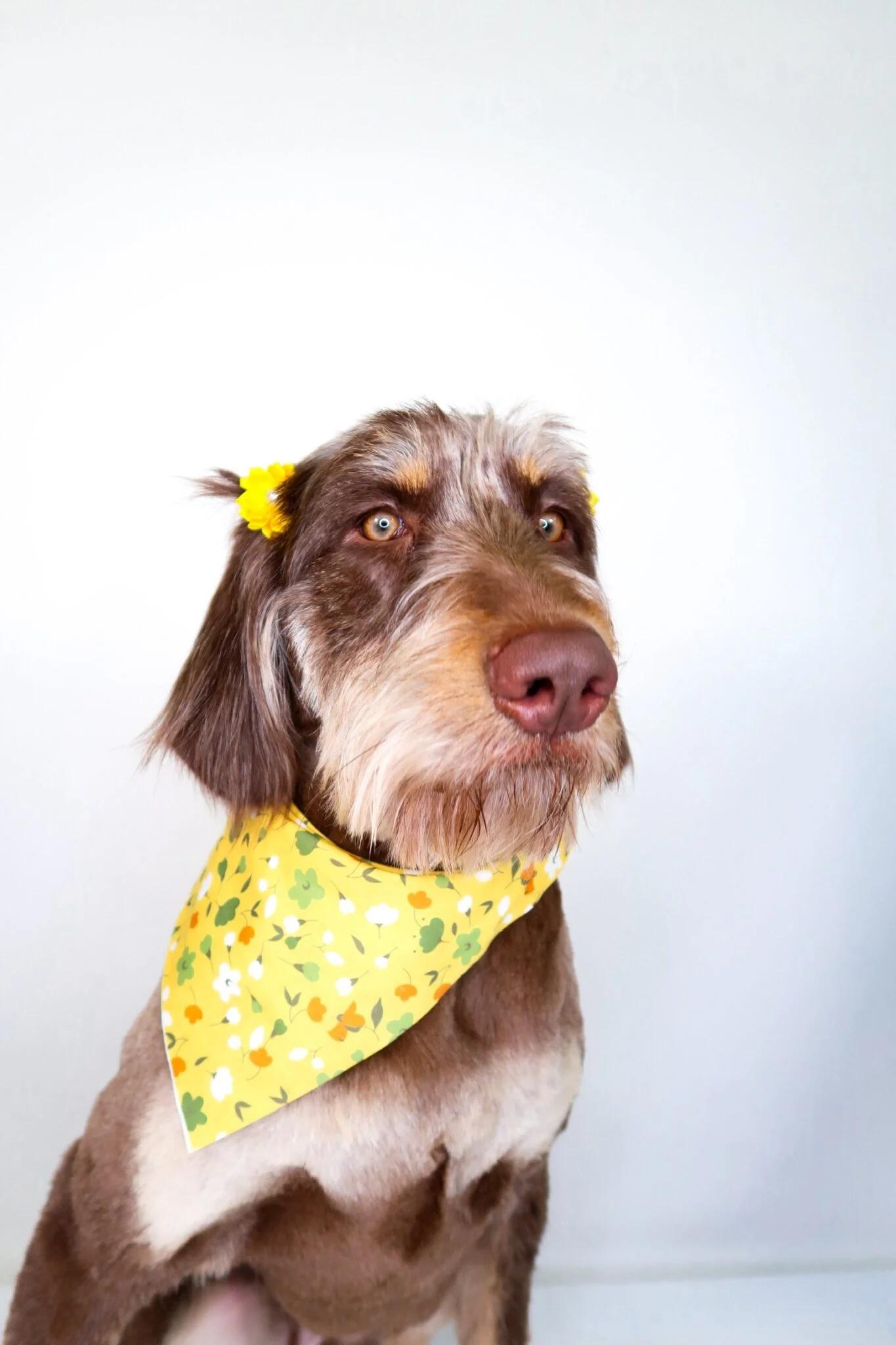 Enlarge Janet Jackson, an adopted Labradoodle in Bixby, OK image 5/6