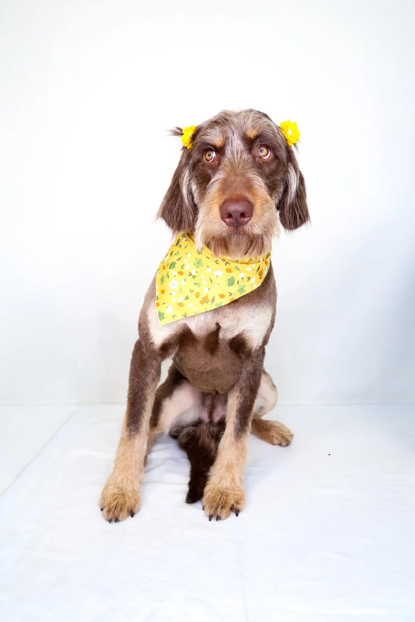 Enlarge Janet Jackson, an adopted Labradoodle in Bixby, OK image 2/6