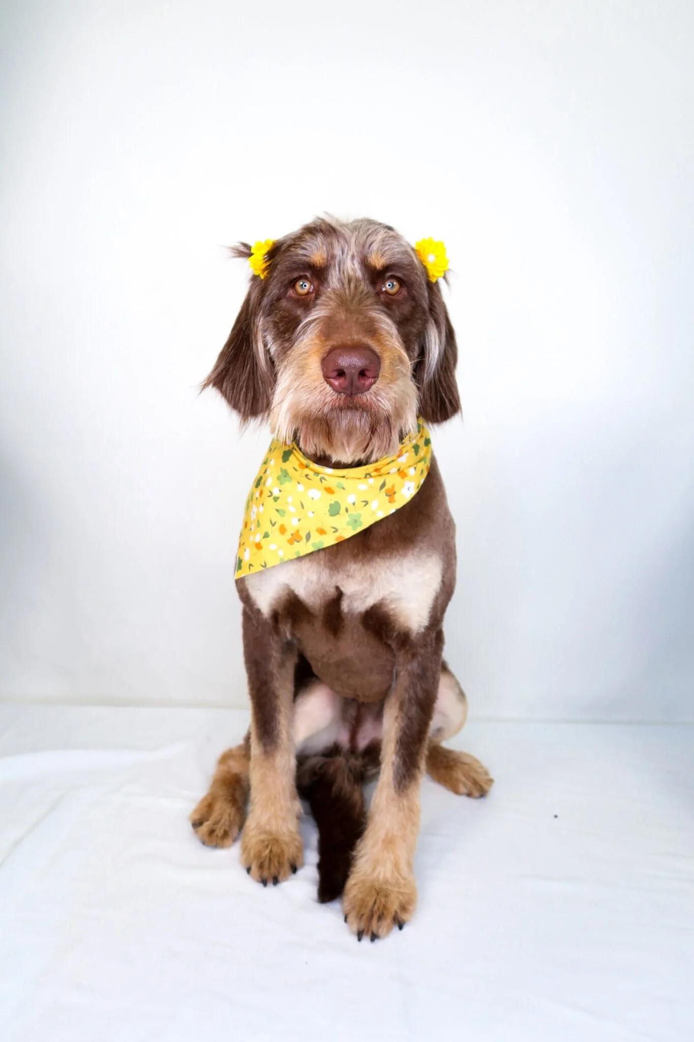 Enlarge Janet Jackson, an adopted Labradoodle in Bixby, OK image 1/6