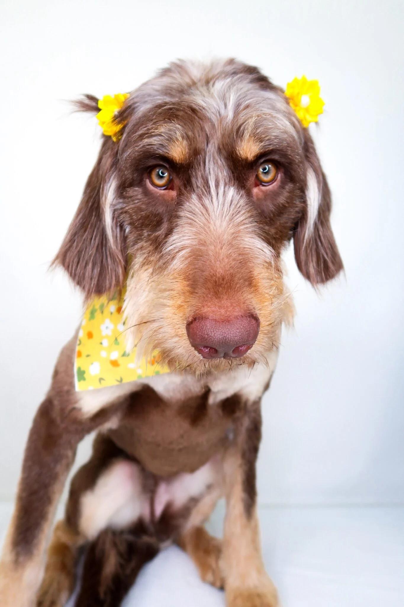 Enlarge Janet Jackson, an adopted Labradoodle in Bixby, OK image 4/6