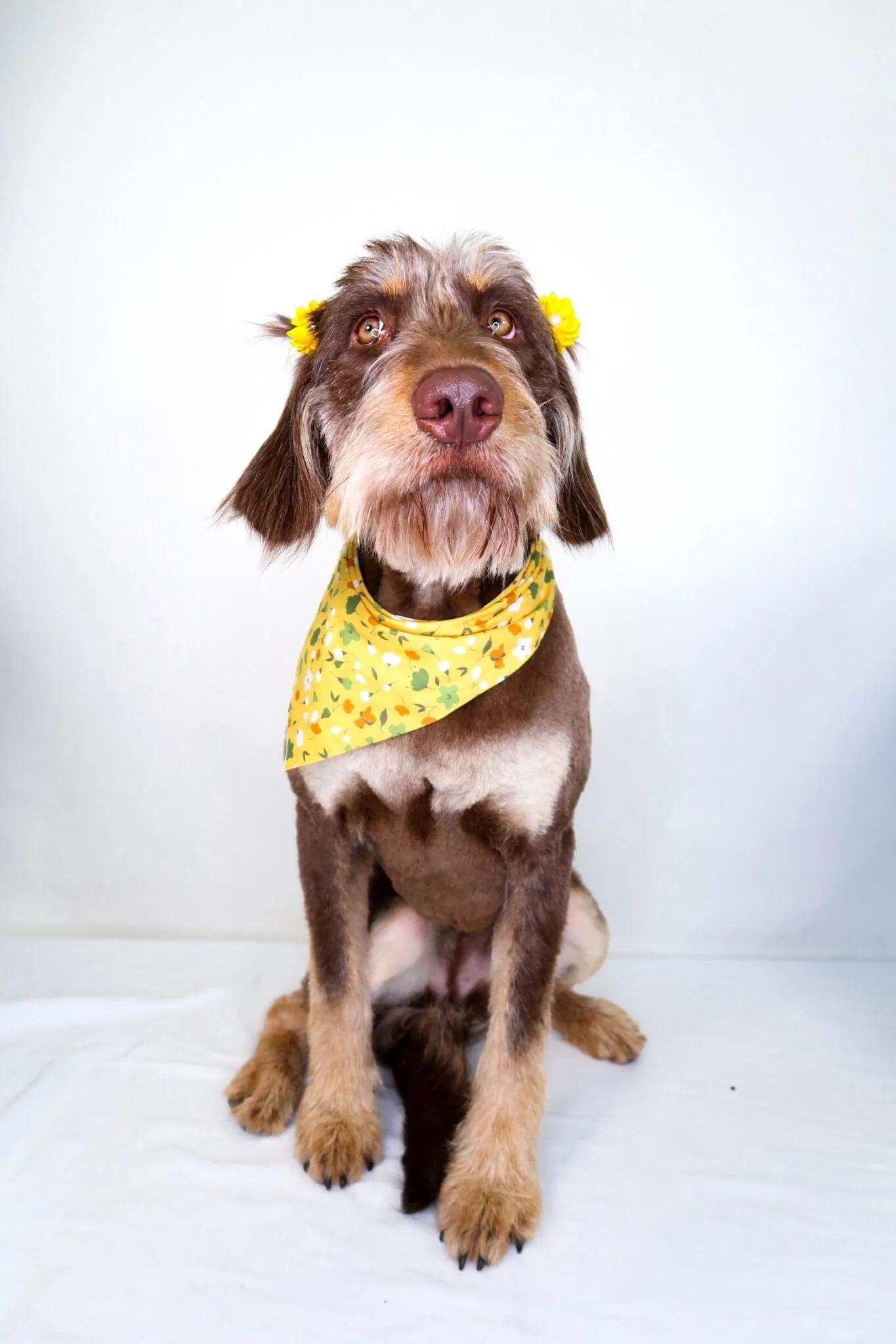 Enlarge Janet Jackson, an adopted Labradoodle in Bixby, OK image 3/6