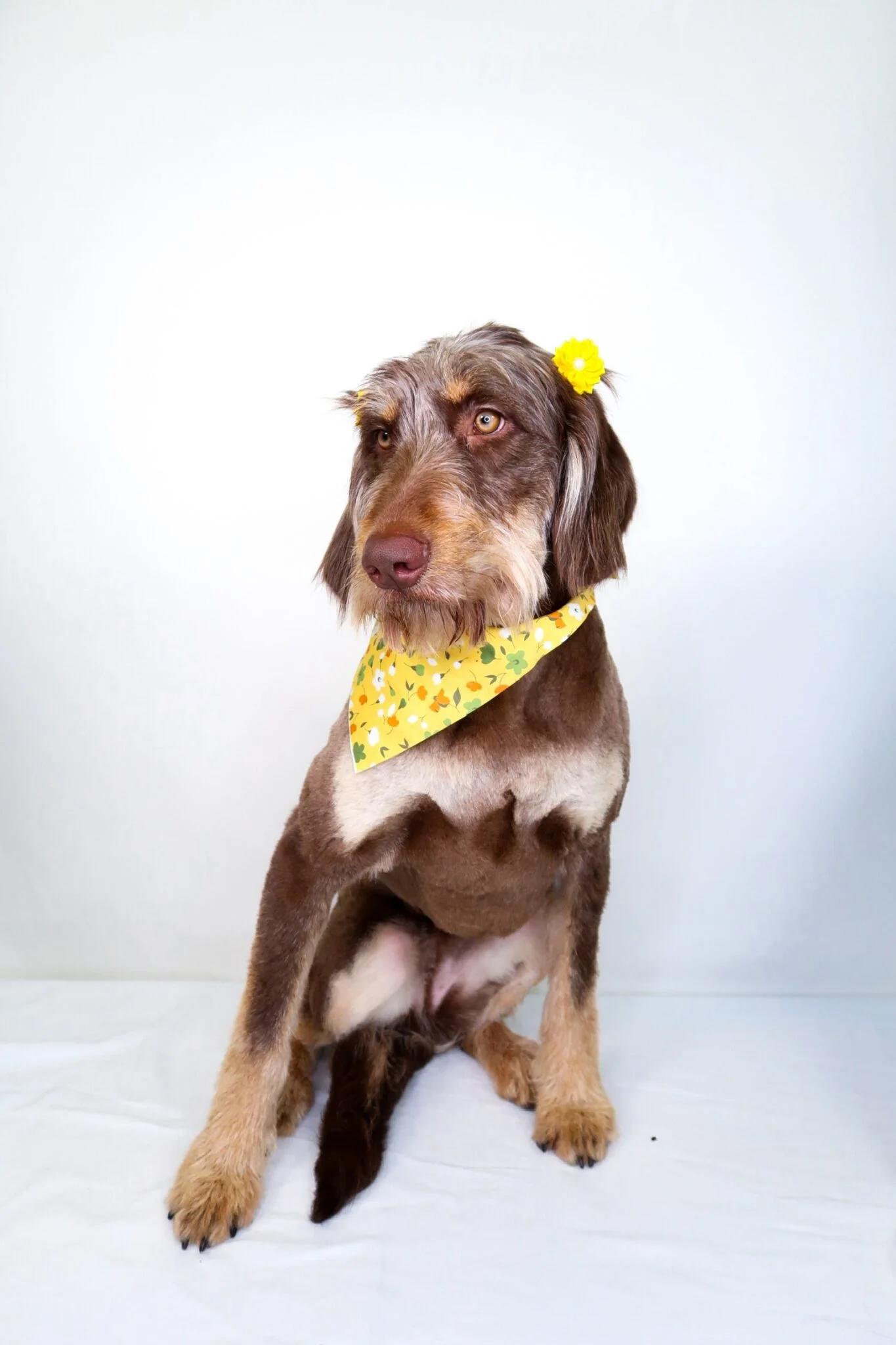 Enlarge Janet Jackson, an adopted Labradoodle in Bixby, OK image 6/6