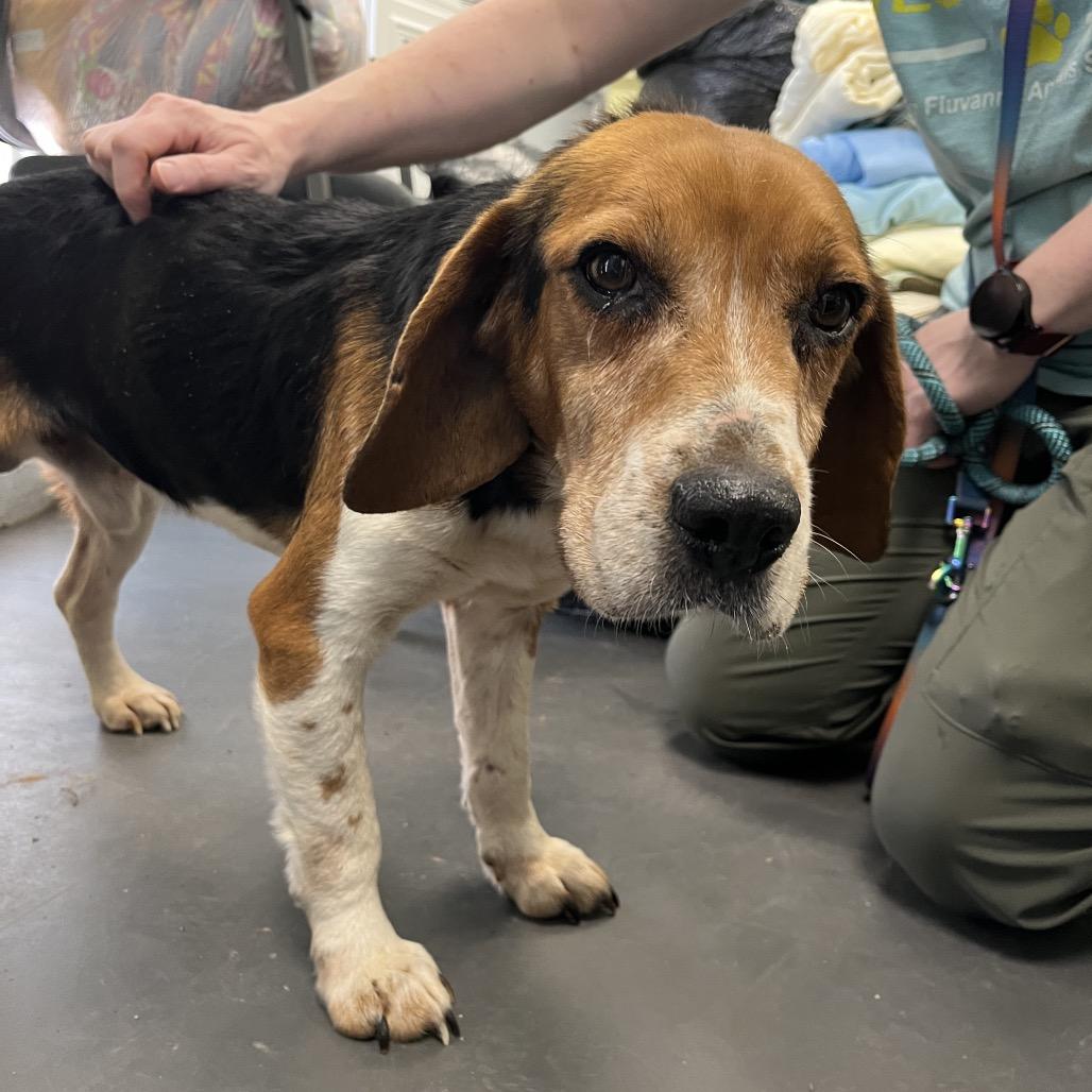 Sheldon, Adoptable, Senior Male Beagle.