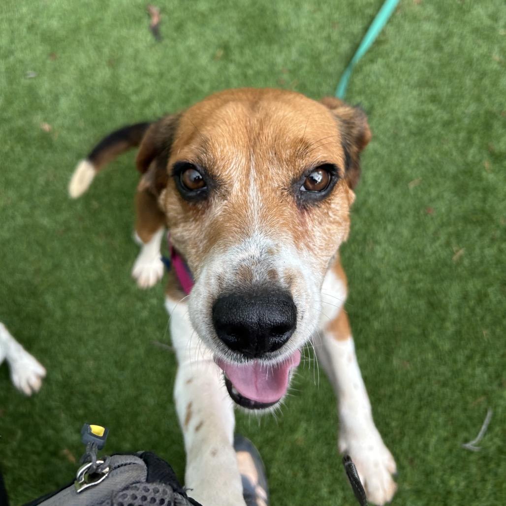 Enlarge Sheldon, a Adoptable Beagle in Troy, VA image 1/6