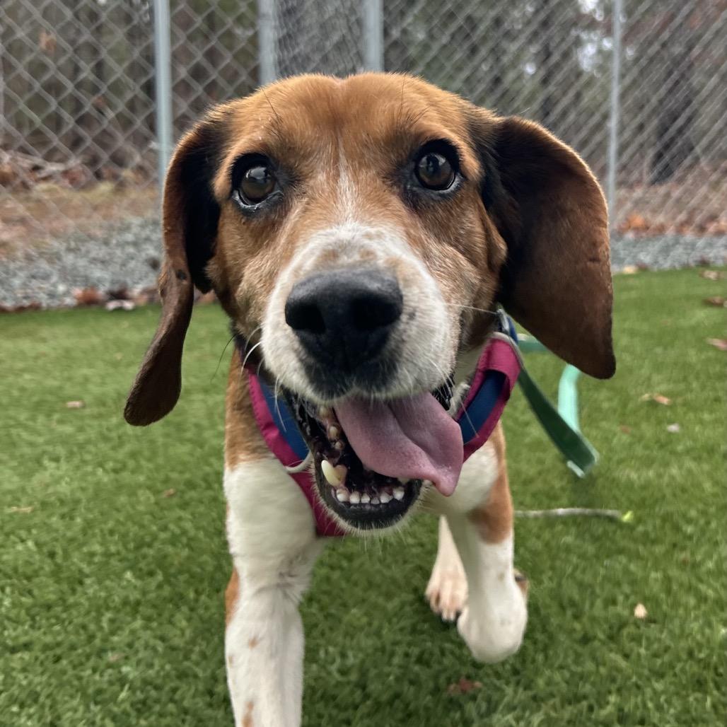 Enlarge Sheldon, a Adoptable Beagle in Troy, VA image 2/6
