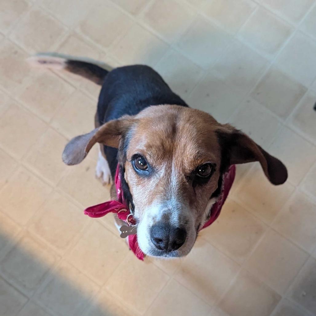 Enlarge Sheldon, a Adoptable Beagle in Troy, VA image 3/6