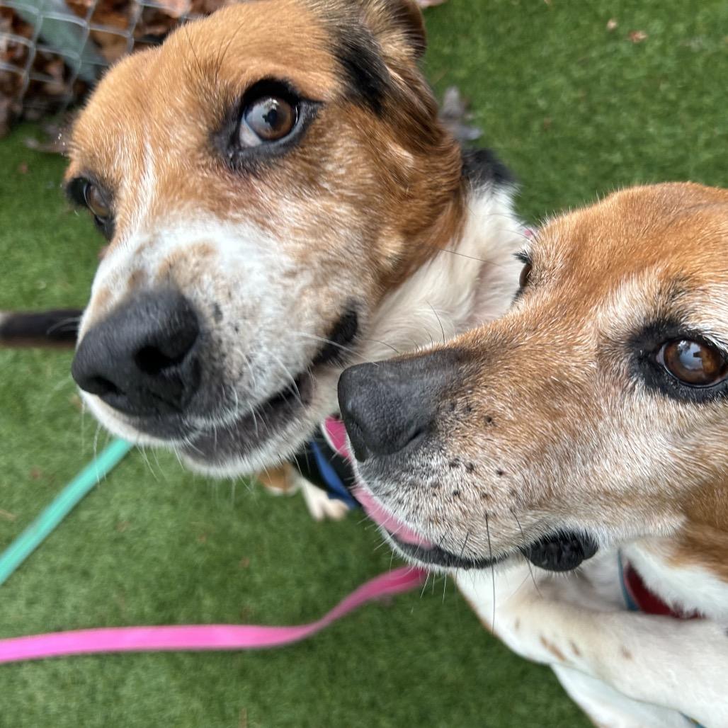 Enlarge Sheldon, a Adoptable Beagle in Troy, VA image 3/6