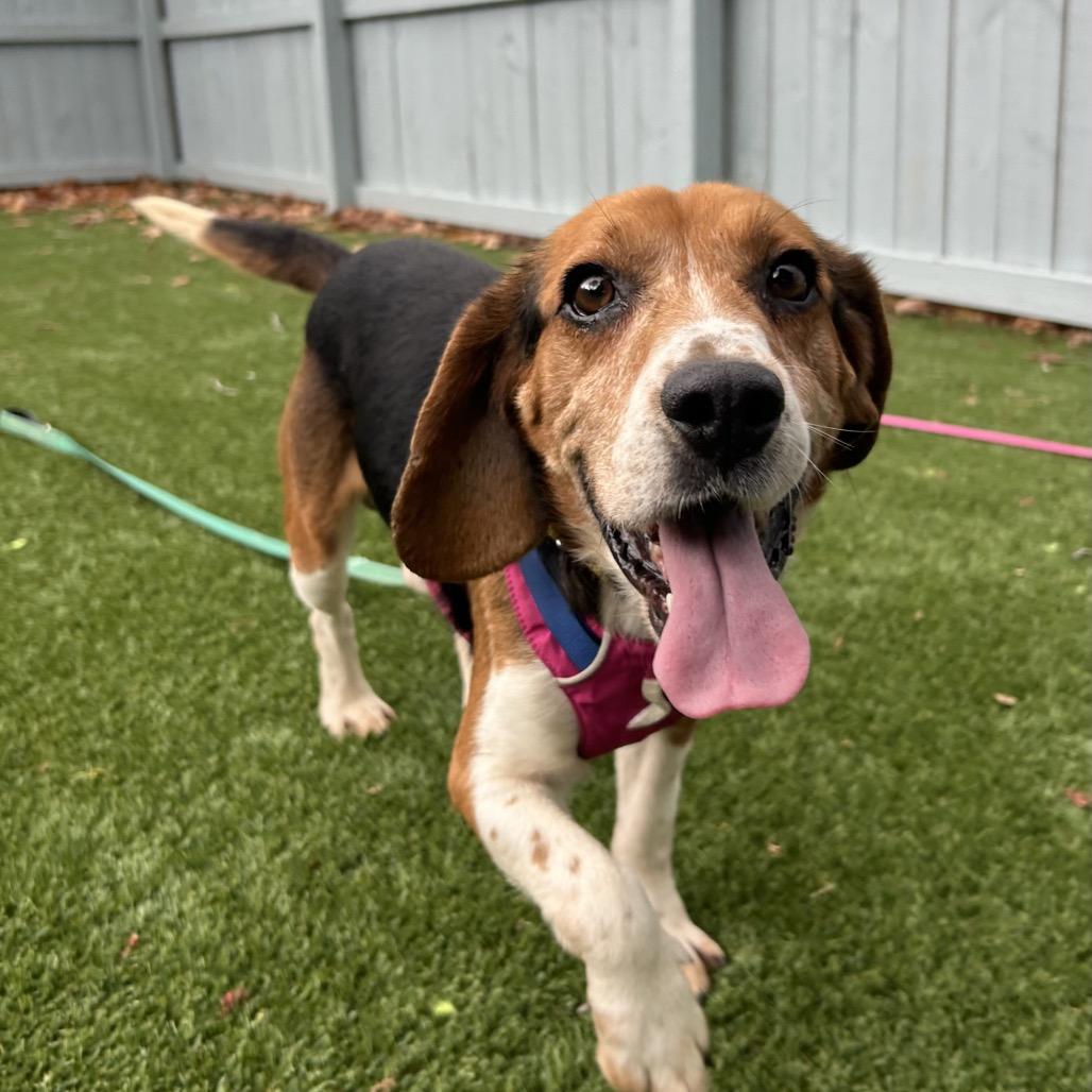 Enlarge Sheldon, a Adoptable Beagle in Troy, VA image 4/6