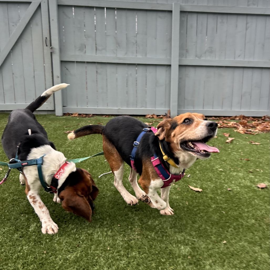 Enlarge Sheldon, a Adoptable Beagle in Troy, VA image 5/6
