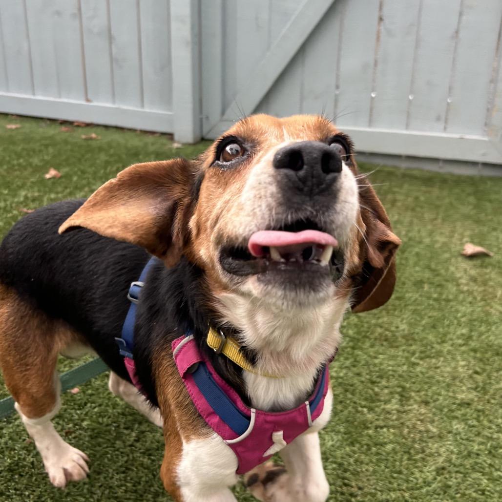 Enlarge Sheldon, a Adoptable Beagle in Troy, VA image 6/6