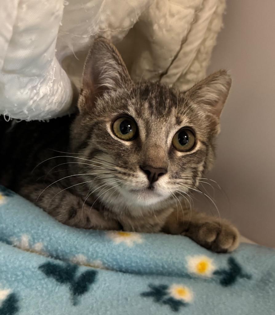 Enlarge Alice Cooper, a Adoptable mixed breed in Surprise, AZ image 1/1