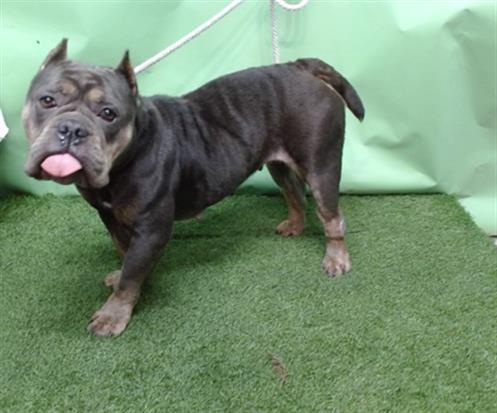 DREW, Adoptable, Adult Female English Bulldog & Pit Bull Terrier.