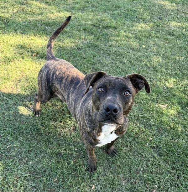 Zack, Adoptable, Young Male American Staffordshire Terrier.