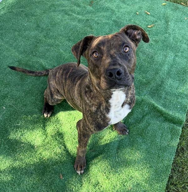 Enlarge Zack, a Adoptable mixed breed in Tulare, CA image 2/6