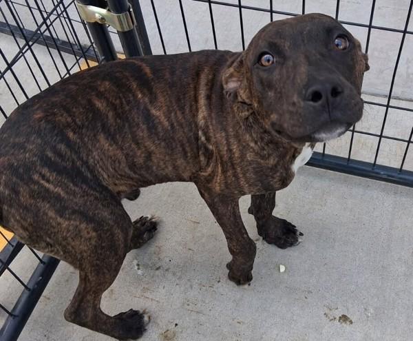 Enlarge Zack, a Adoptable mixed breed in Tulare, CA image 3/6