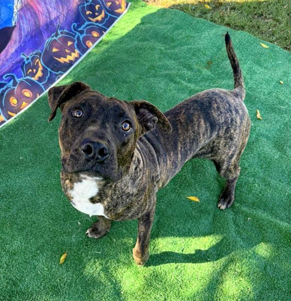 Enlarge Zack, a Adoptable mixed breed in Tulare, CA image 4/6