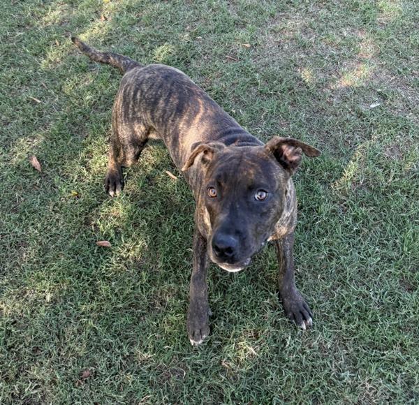 Enlarge Zack, a Adoptable mixed breed in Tulare, CA image 5/6