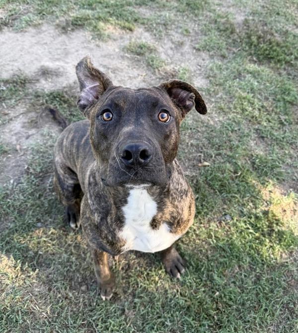 Enlarge Zack, a Adoptable mixed breed in Tulare, CA image 6/6