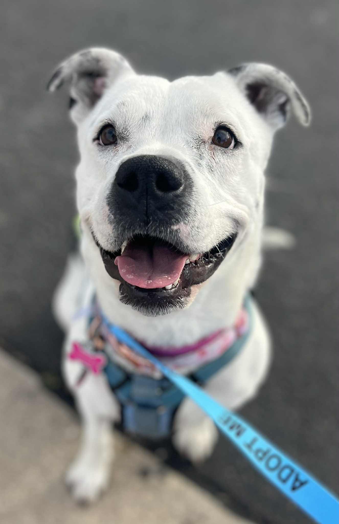 Enlarge Spotta (Courtesy post), a Adoptable American Staffordshire Terrier in Phoenix, AZ image 2/3