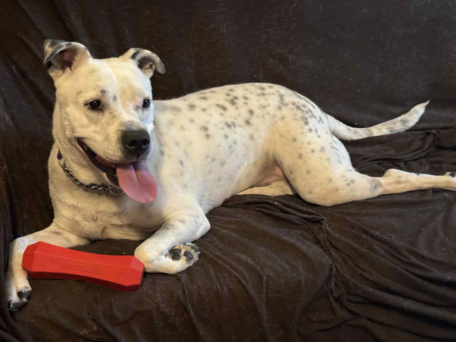 Enlarge Spotta (Courtesy post), a Adoptable American Staffordshire Terrier in Phoenix, AZ image 3/3