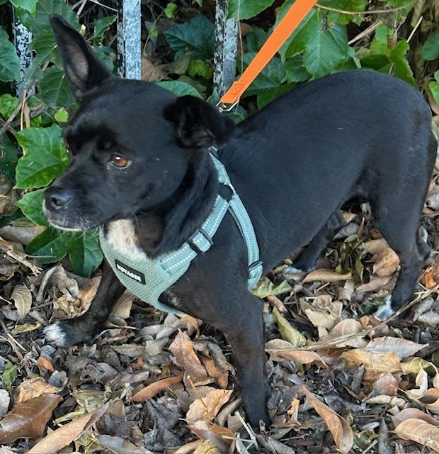 PATTY, a ADOPTABLE mixed breed in Bell Gardens, CA image 2/5